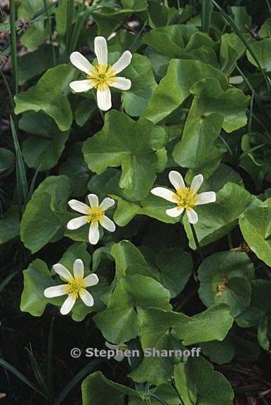 caltha leptosepala 1 graphic